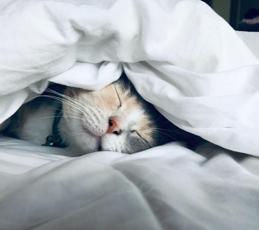 Cat sleeping under the covers
