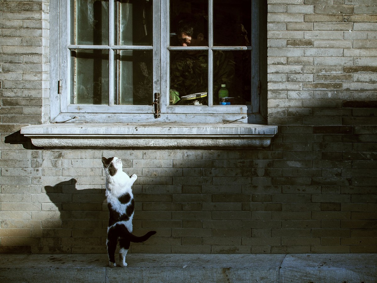 A curiosidade matou o gato?